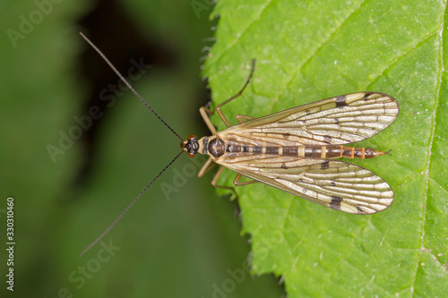 Panorpa communis, the common scorpionfly is a species of scorpionfly. photo