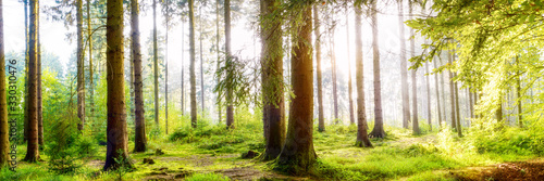 Plakat Wundervoller Wald mit großen Bäumen und Sonnenstrahlen im Nebel