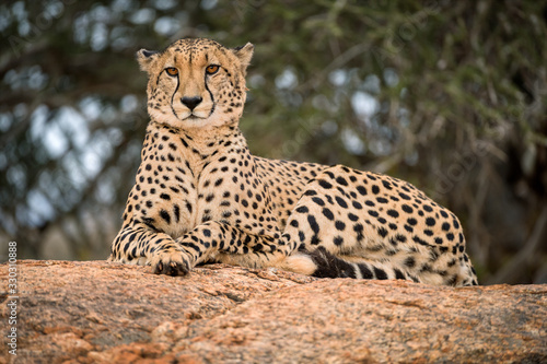 Leinwand Poster A close up photograph of a single cheetah lying on a rock and looking towards the camera, with a green tree as the background, taken in the Madikwe Game Reserve, South Africa