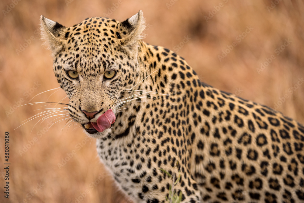 A beautiful close up portrait of a female leopard, with her pink tongue licking her face, taken in the Madikwe game Reserve, South Africa. A beautiful close up portrait of a female leopard, with her pink tongue licking her face, taken in the Madikwe game Reserve, South Africa.