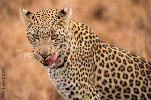 A beautiful close up portrait of a female leopard  with her pink tongue licking her face  taken in the Madikwe game Reserve  South Africa.