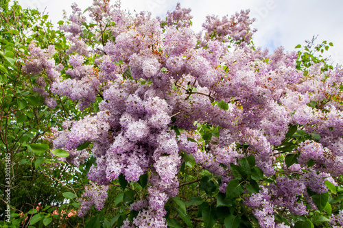 Lilac (Syringa vulgaris) blooming, Estonia