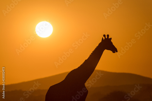 A beautiful photograph of a walking giraffe silhouetted against a golden sunset sky  with the sun in the background  taken in the Madikwe Game Reserve  South Africa.