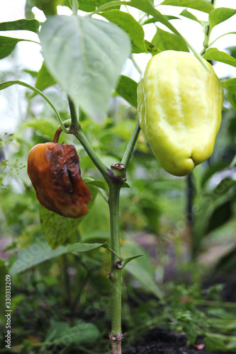 Rotten and ripe pepper on one bush in the garden. Infected and healthy vegetables grow together