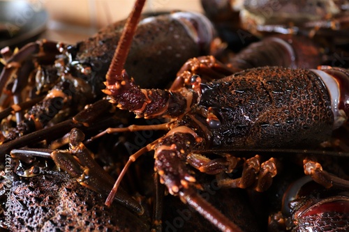 Obraz na płótnie Jasus lalandii also called the Cape rock lobster or West Coast rock lobster is a species of spiny lobster found off the coast of Southern Africa