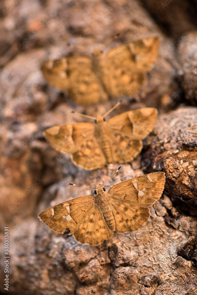 Obraz premium A vertical close up macro photograph of three brown moths sitting on the branch of an ancient Baobab tree, taken in the Pafuri concession of the Kruger National Park, South Africa.