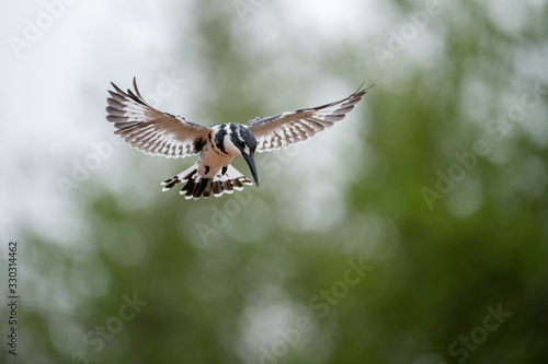 A close up photograph of a hovering Pied Kingfisher hunting for its prey, with an out of focus green background, taken in the Madikwe Game Reserve, South Africa. © Udo Kieslich