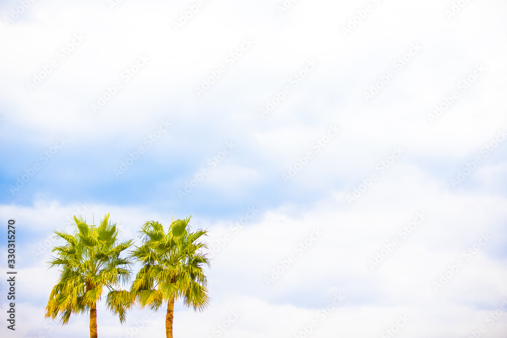 Two tropical palm trees and a beautiful cloudy sky. The concept of travel,