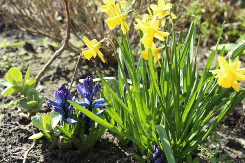 spring flowers in garden