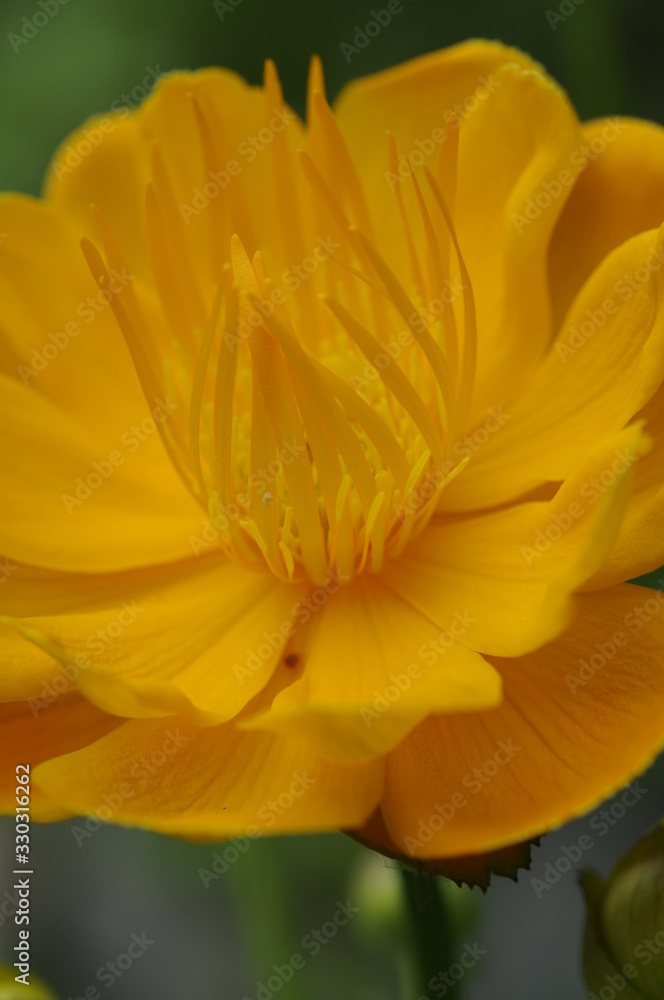 closeup of yellow flower