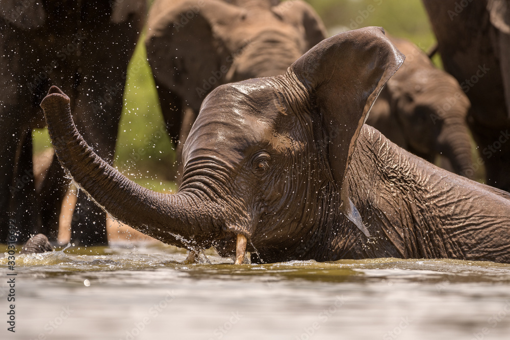 Fototapeta premium A close up action portrait of a swimming elephant, splashing, playing and drinking in a waterhole at the Madikwe Game Reserve, South Africa.
