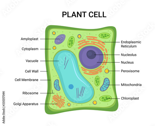 Vector illustration of the Plant cell anatomy structure. Educational infographic 