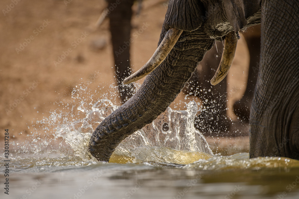 A dramatic action close up of an elephant splashing water with its trunk at sunrise, while drinking at a waterhole in the Madikwe Game Reserve, South Africa.
