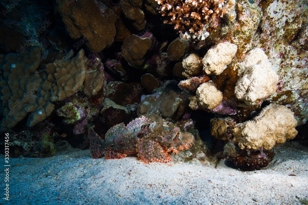 Red sea diving background. Tassled scorpionfish at the bottom of the sea. Scorpaenopsis oxycephala looks like coral reef and it is hard to notice.  Underwater world scuba dive experience.