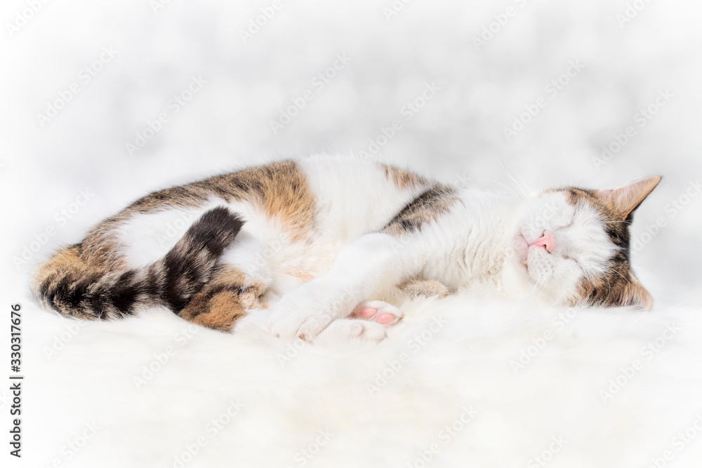 Cute tabby  cat sleeping. Cloes-up portrait with copy space. 