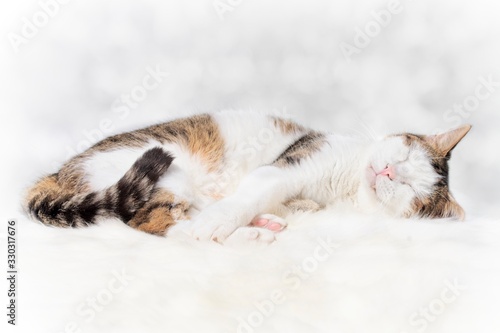 Cute tabby cat sleeping. Cloes-up portrait with copy space. 