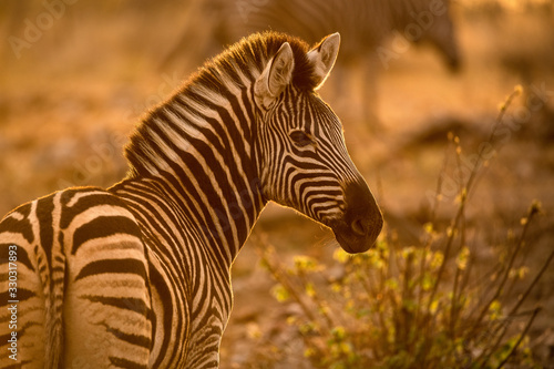 A beautiful portrait of a zebra at sunrise, looking towards the camera, with golden light, taken in the Madikwe Game Reserve, South Africa.