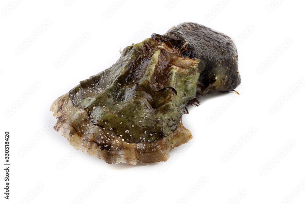 Oyster on stone Oyster on stone
