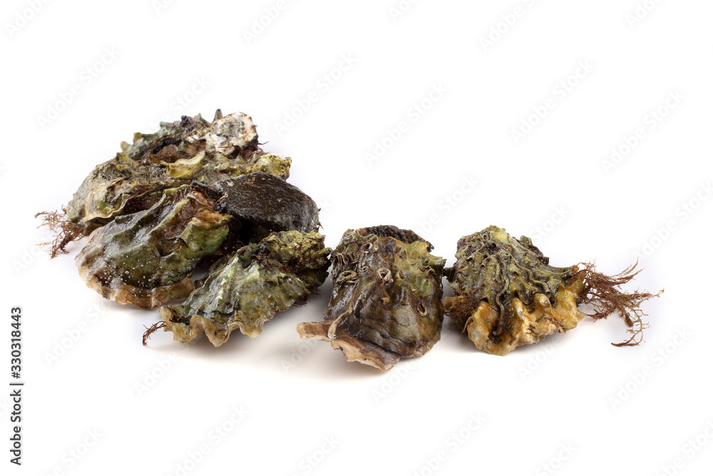 Oysters isolated on white Oysters isolated on white