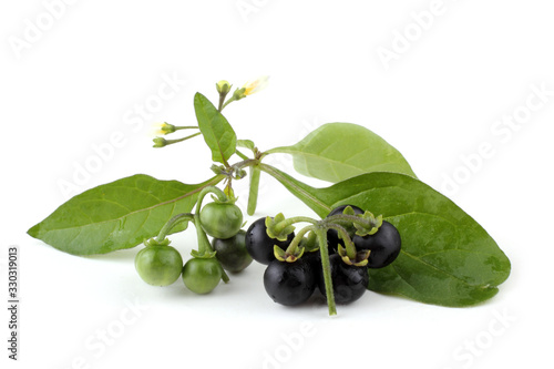 Bilde på lerret European black nightshade