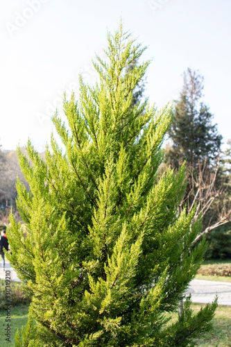 Photo of the leaves of Chamaecyparis obtusa tree.