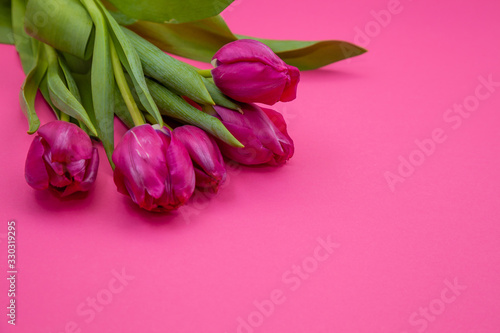 Fototapeta Naklejka Na Ścianę i Meble -  Bouquet of pink tulips on a pink paper background. Spring card mockup with place for text. Five flowers tulip close-up.  Tulip - a symbol of spring and Easter.