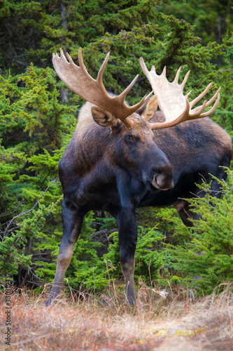 Majestic Moose