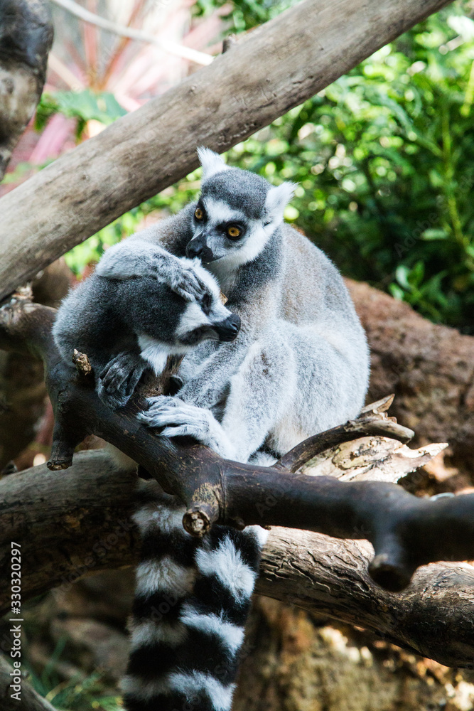 Fototapeta premium Lemurs