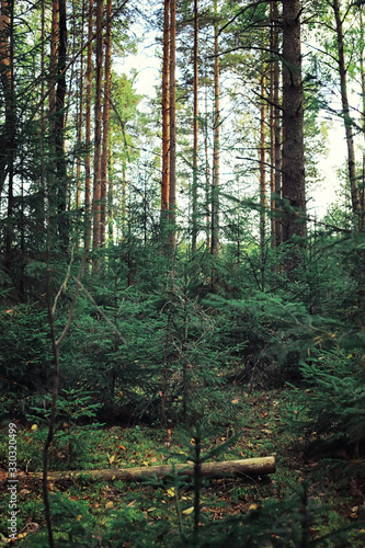 Bright spring greens at dawn in the forest. Nature comes to life in early spring.