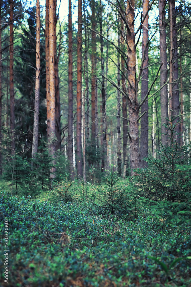 Bright spring greens at dawn in the forest. Nature comes to life in early spring. Bright spring greens at dawn in the forest. Nature comes to life in early spring.