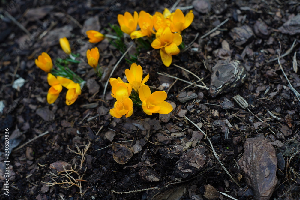 Crocus flowers in blossom during sunny spring day Crocus flowers in blossom during sunny spring day