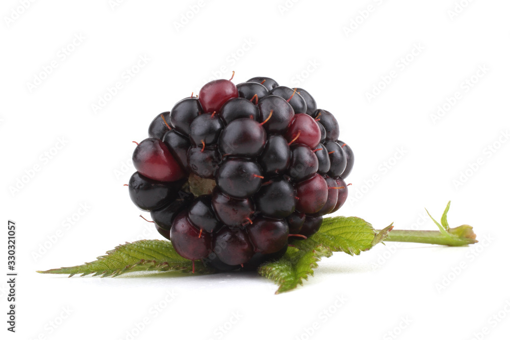 Obraz premium Blackberry and leaf