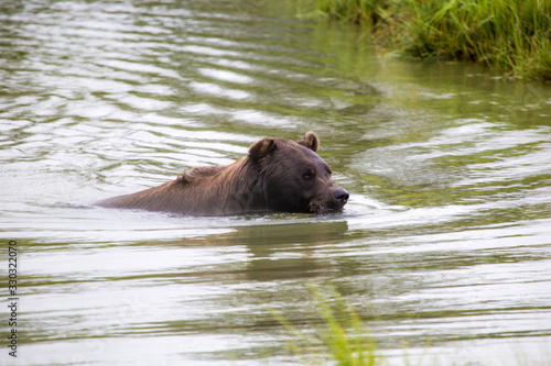 Brown Bear
