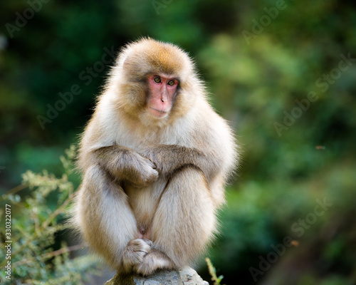 地獄谷野猿公苑のスノーモンキー 猿 © Sou