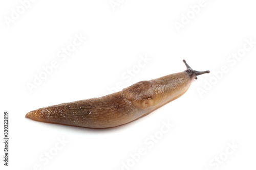 Slug isolated on white