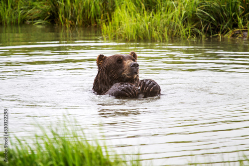 Brown Bear