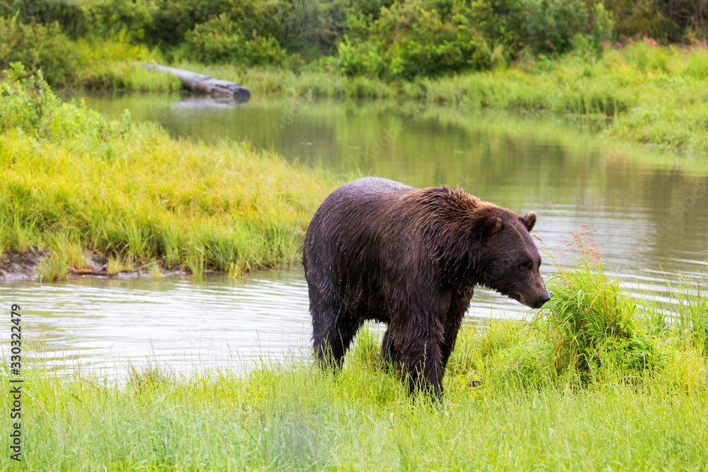 Brown Bear