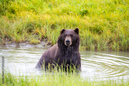 Brown Bear