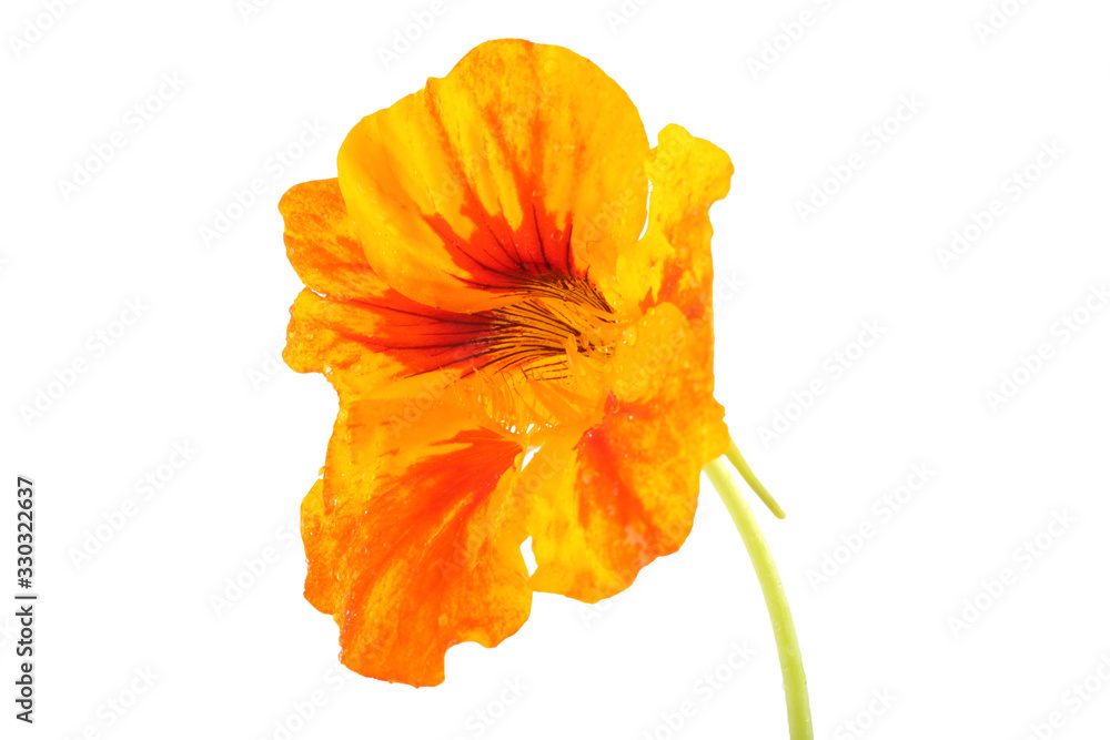Growing nasturtium isolated on white Growing nasturtium isolated on white