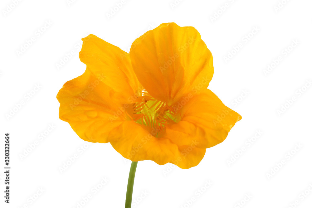 Naklejka premium Growing nasturtium isolated on white