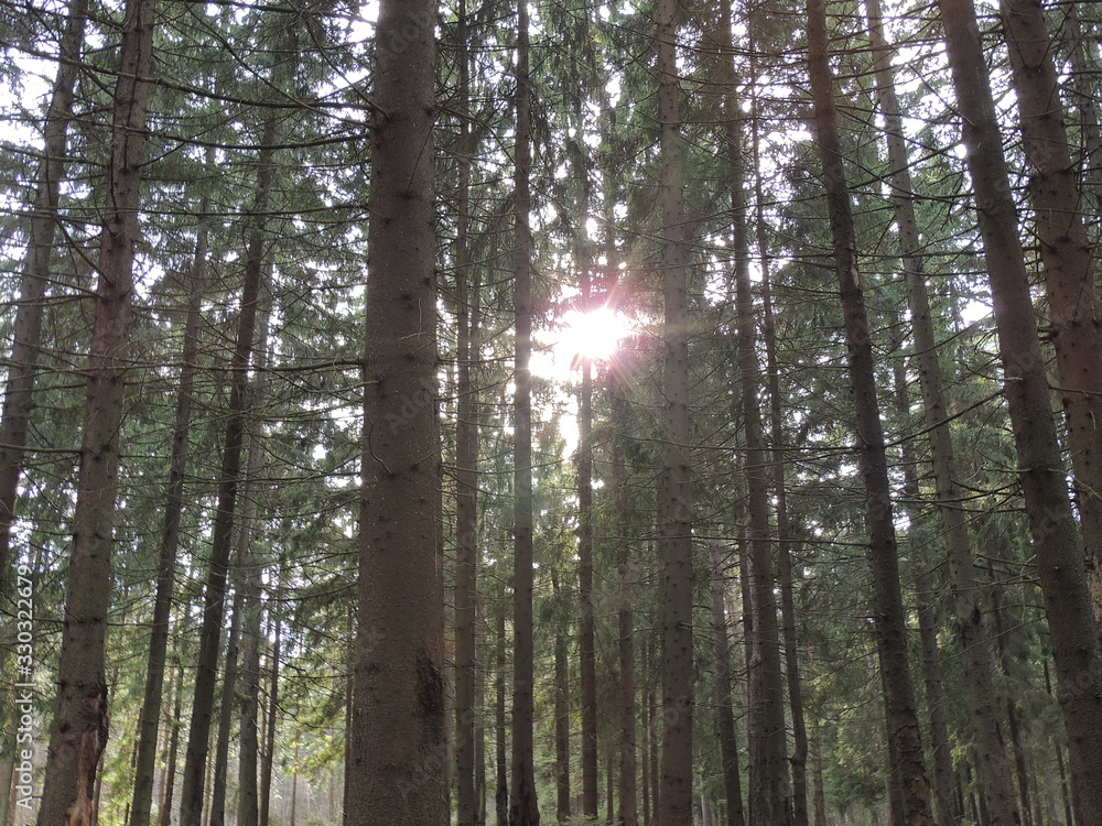 Obraz premium sun in the forest