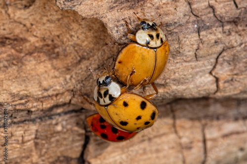 Ladybugs make love. Mating beetles