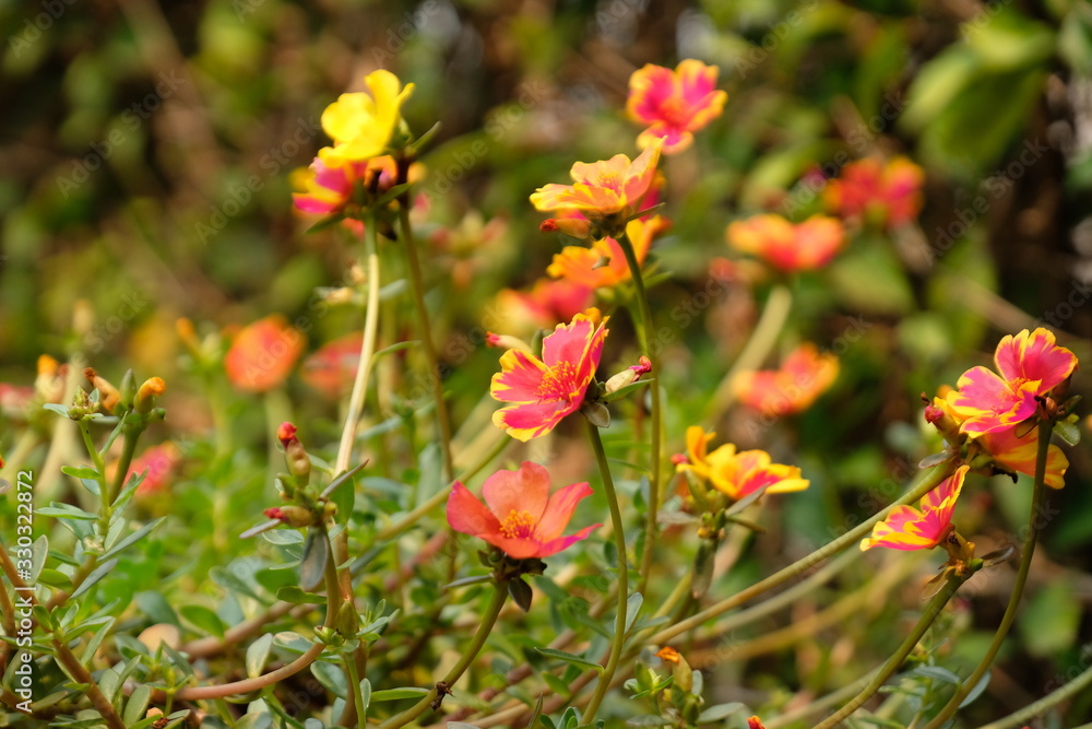 Beautiful orange and yellow Portulaca oleracea flowers in a pot made of clay.