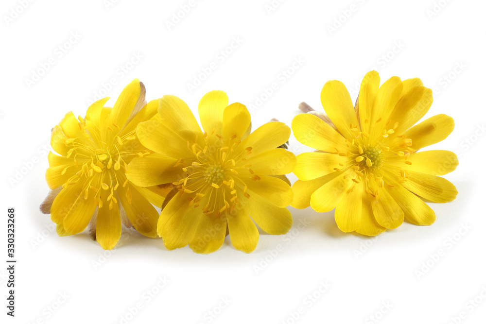 Adonis amurensis. Far eastern yellow snowdrop Adonis amurensis. Far eastern yellow snowdrop