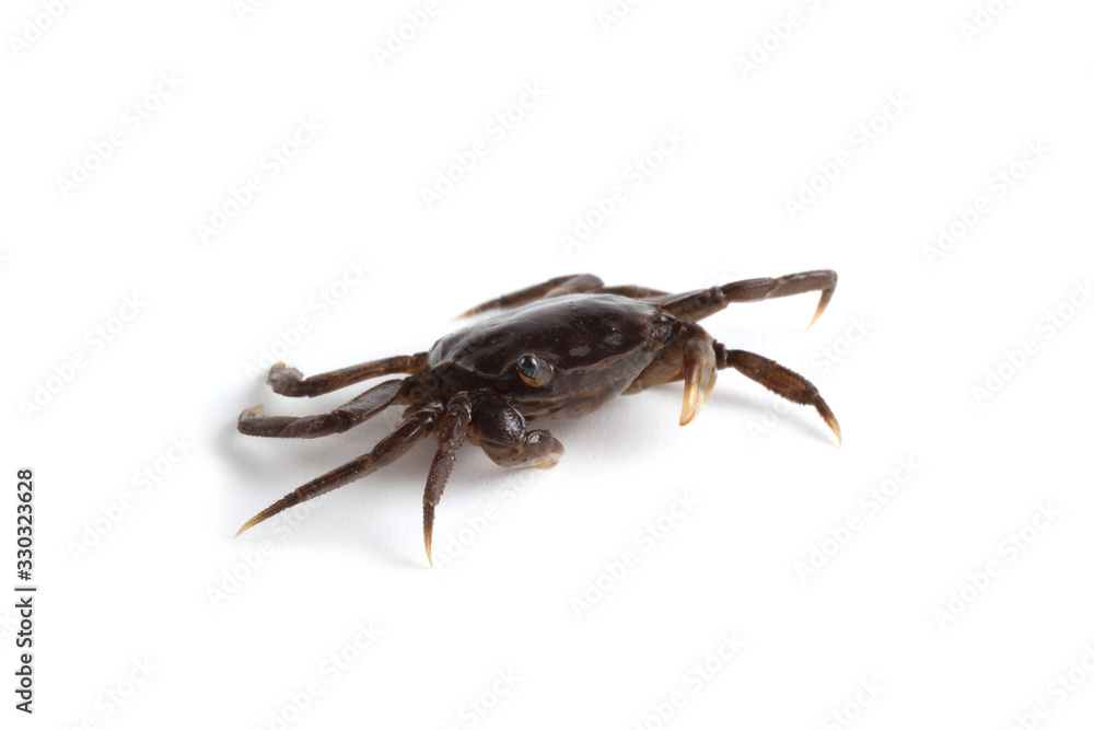 Little crab isolated on white background Little crab isolated on white background