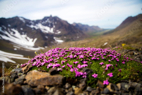 Flowers by the mountains
