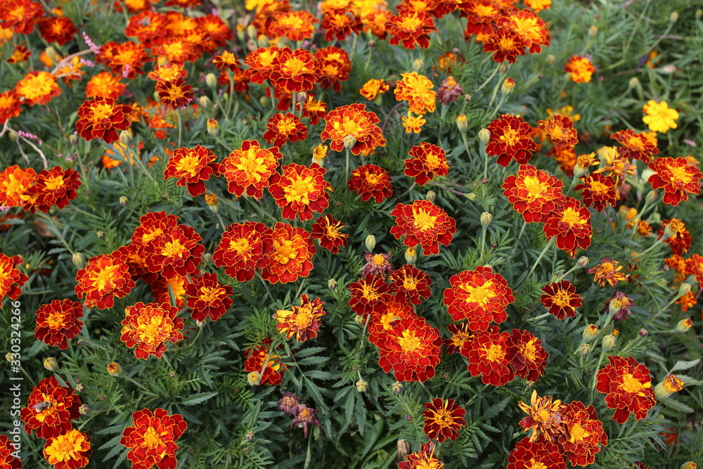 Marigold flowers background