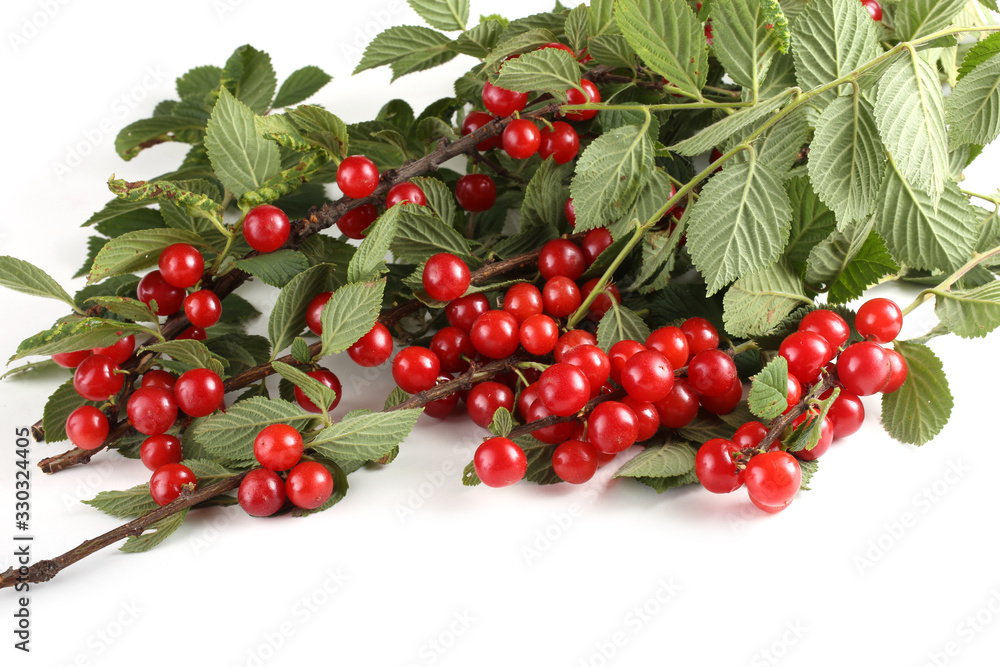 Nanking cherry on branch Nanking cherry on branch