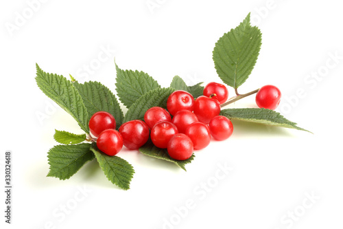 Nanking cherry and branch