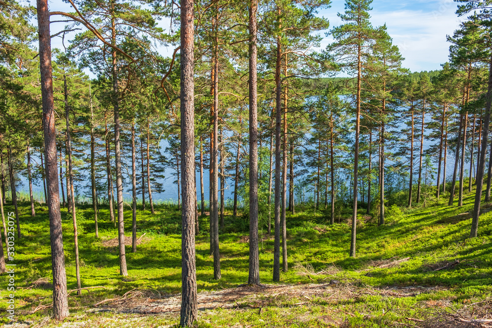 View at a pine forest at a lake in the summer View at a pine forest at a lake in the summer